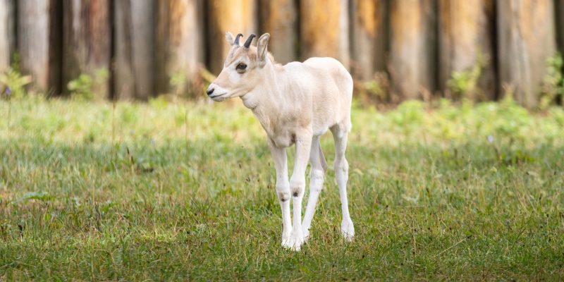 A pale cream addax calf with small straight horns stands on grass in front of a log fence.
