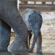 A newborn African elephant calf stands beneath its mother, dwarfed by her legs.