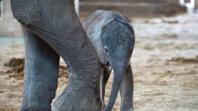 A newborn African elephant calf stands beneath its mother, dwarfed by her legs.