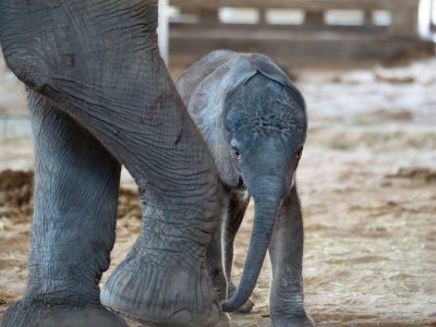 A newborn African elephant calf stands beneath its mother, dwarfed by her legs.