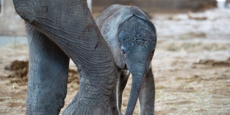 A newborn African elephant calf stands beneath its mother, dwarfed by her legs.