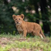 A young African lion cub stands in grass at the edge of a wooded habitat, looking toward the camera.