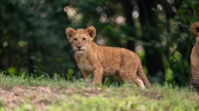 A young African lion cub stands in grass at the edge of a wooded habitat, looking toward the camera.