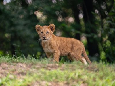 A young African lion cub stands in grass at the edge of a wooded habitat, looking toward the camera.