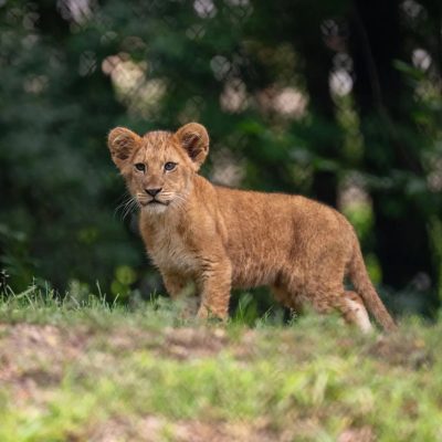 A young African lion cub stands in grass at the edge of a wooded habitat, looking toward the camera.