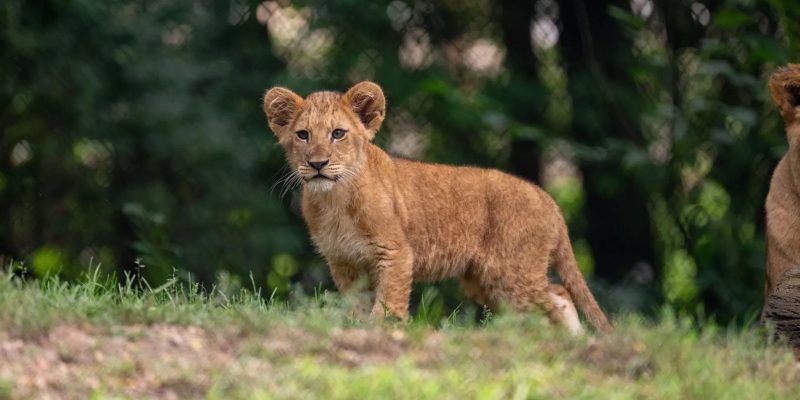 A young African lion cub stands in grass at the edge of a wooded habitat, looking toward the camera.