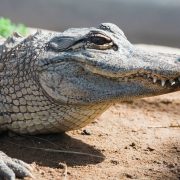 An American alligator rests on dry sandy ground in sunlight, head and forelimb in close view.