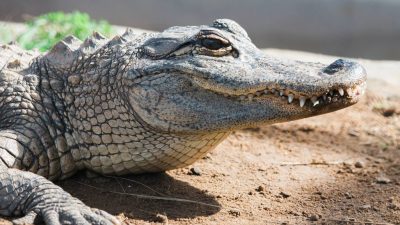 An American alligator rests on dry sandy ground in sunlight, head and forelimb in close view.