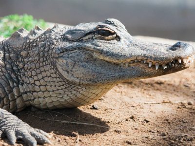 An American alligator rests on dry sandy ground in sunlight, head and forelimb in close view.