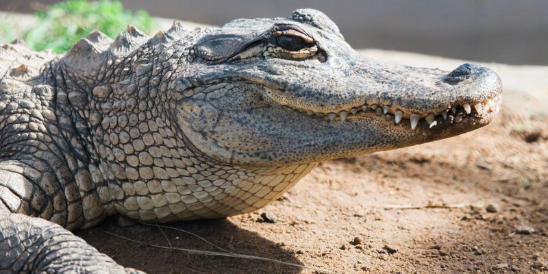 An American alligator rests on dry sandy ground in sunlight, head and forelimb in close view.