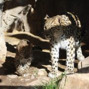 An adult Amur leopard stands on rock in dappled light while a spotted cub crouches nearby.