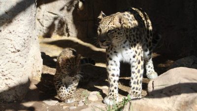 An adult Amur leopard stands on rock in dappled light while a spotted cub crouches nearby.