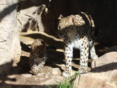 An adult Amur leopard stands on rock in dappled light while a spotted cub crouches nearby.