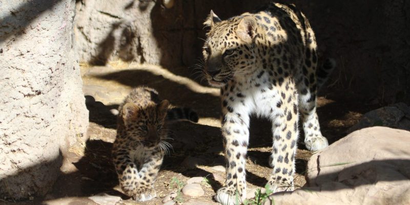 An adult Amur leopard stands on rock in dappled light while a spotted cub crouches nearby.