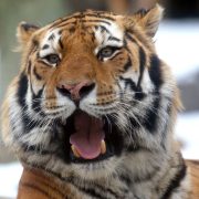 A close-up of an Amur tiger with its mouth open mid-call, snow blurred in the background.