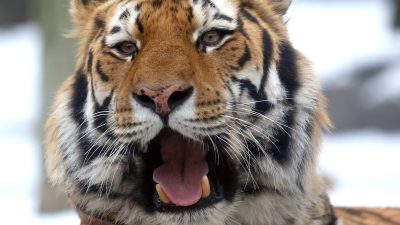 A close-up of an Amur tiger with its mouth open mid-call, snow blurred in the background.