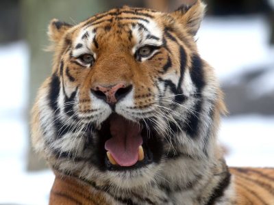 A close-up of an Amur tiger with its mouth open mid-call, snow blurred in the background.
