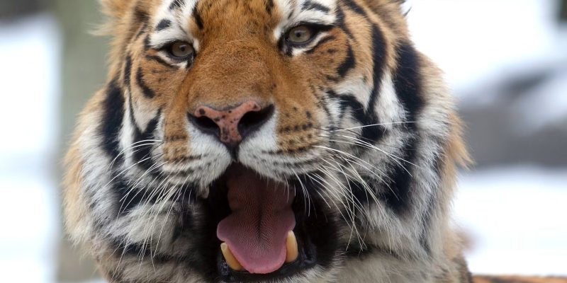 A close-up of an Amur tiger with its mouth open mid-call, snow blurred in the background.