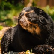 An Andean bear with a black coat and tan facial markings rests on wood-chip bedding beside a piece of fruit in its habitat.