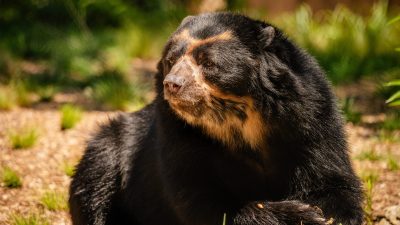 An Andean bear with a black coat and tan facial markings rests on wood-chip bedding beside a piece of fruit in its habitat.