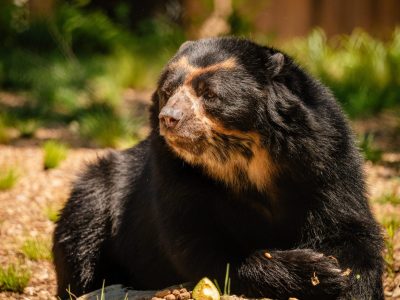 An Andean bear with a black coat and tan facial markings rests on wood-chip bedding beside a piece of fruit in its habitat.