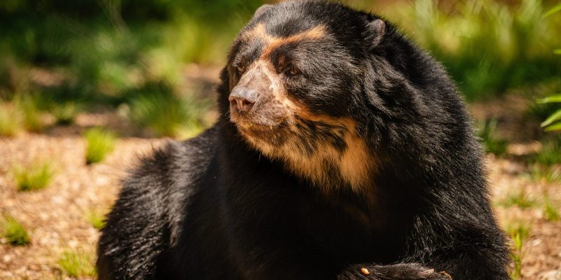 An Andean bear with a black coat and tan facial markings rests on wood-chip bedding beside a piece of fruit in its habitat.