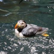An Atlantic puffin with an orange bill floats on rippling green water in its habitat.