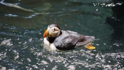 An Atlantic puffin with an orange bill floats on rippling green water in its habitat.