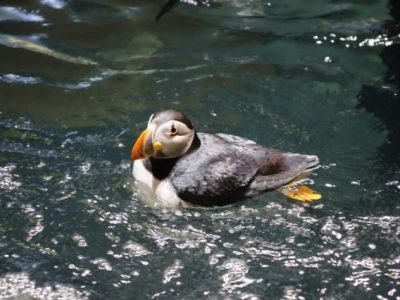 An Atlantic puffin with an orange bill floats on rippling green water in its habitat.