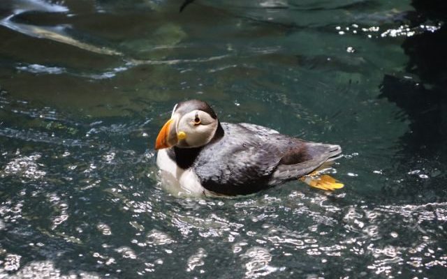 An Atlantic puffin with an orange bill floats on rippling green water in its habitat.