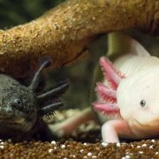 Two axolotls, one dark and one pale pink with feathery external gills, rest on gravel beneath a submerged branch.