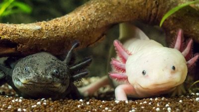 Two axolotls, one dark and one pale pink with feathery external gills, rest on gravel beneath a submerged branch.