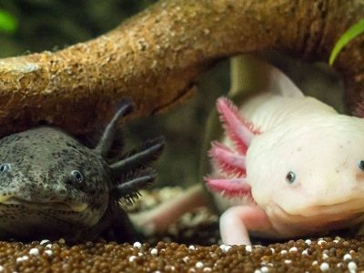 Two axolotls, one dark and one pale pink with feathery external gills, rest on gravel beneath a submerged branch.