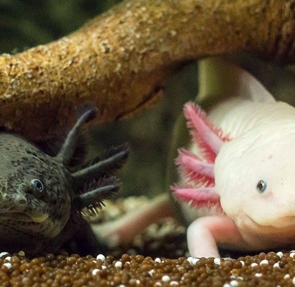 Two axolotls, one dark and one pale pink with feathery external gills, rest on gravel beneath a submerged branch.