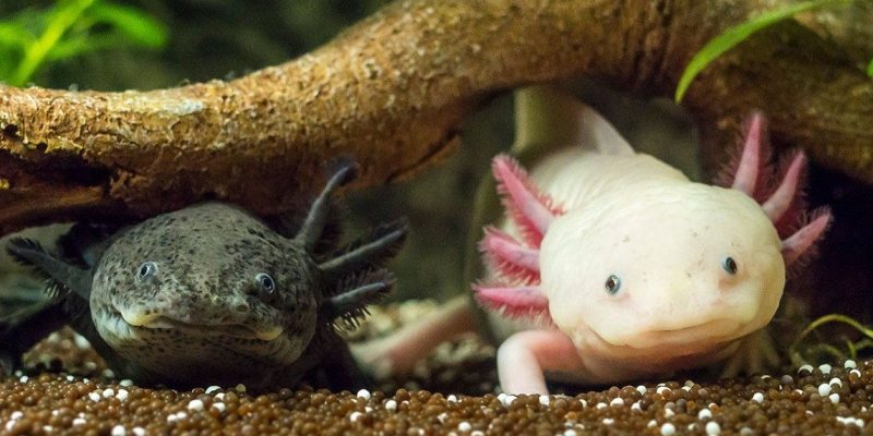 Two axolotls, one dark and one pale pink with feathery external gills, rest on gravel beneath a submerged branch.