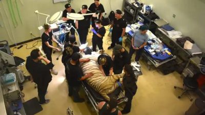 A tiger lies anesthetized on a treatment table surrounded by a dozen veterinary and dental staff in a clinic room.
