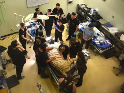 A tiger lies anesthetized on a treatment table surrounded by a dozen veterinary and dental staff in a clinic room.