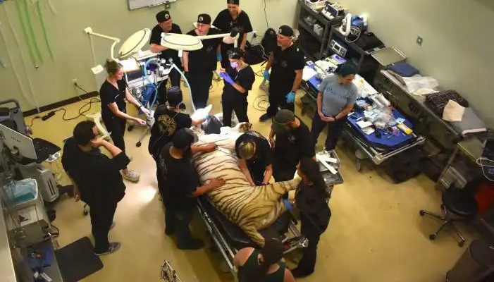 A tiger lies anesthetized on a treatment table surrounded by a dozen veterinary and dental staff in a clinic room.