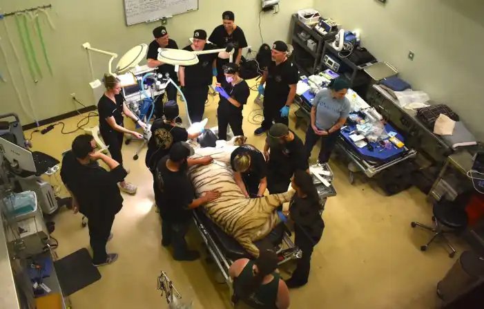 A tiger lies anesthetized on a treatment table surrounded by a dozen veterinary and dental staff in a clinic room.