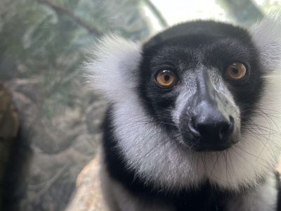 Kairi, a black-and-white ruffed lemur with a thick white ruff framing a black face and amber eyes, looks toward the camera from a branch.