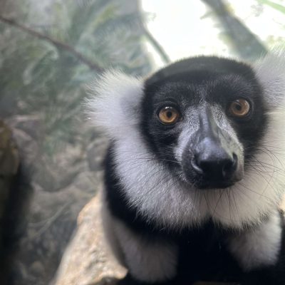 Kairi, a black-and-white ruffed lemur with a thick white ruff framing a black face and amber eyes, looks toward the camera from a branch.
