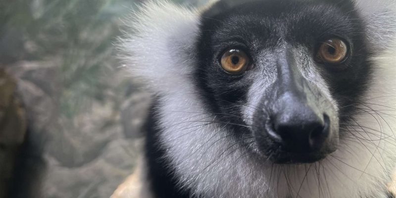 Kairi, a black-and-white ruffed lemur with a thick white ruff framing a black face and amber eyes, looks toward the camera from a branch.