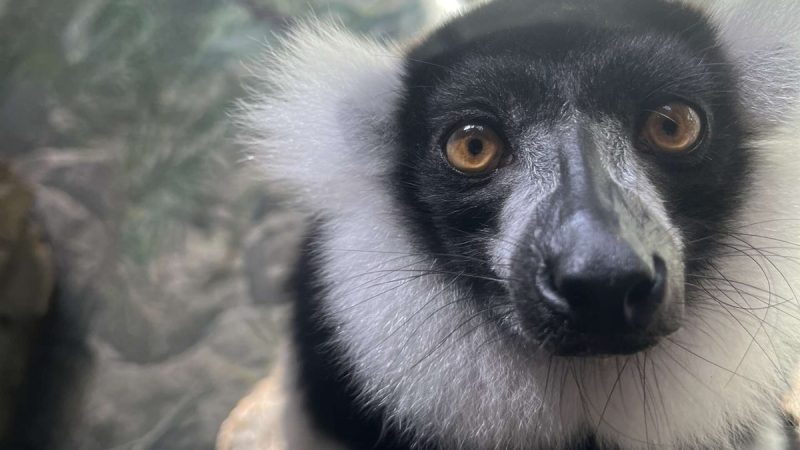 Kairi, a black-and-white ruffed lemur with a thick white ruff framing a black face and amber eyes, looks toward the camera from a branch.