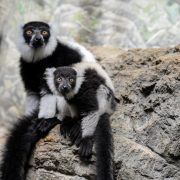 A black-and-white ruffed lemur pup rests against an adult lemur on a rocky ledge, both looking toward the camera.