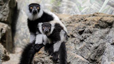 A black-and-white ruffed lemur pup rests against an adult lemur on a rocky ledge, both looking toward the camera.