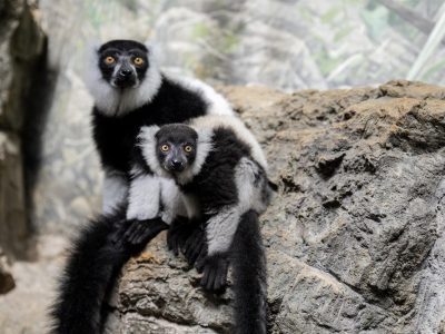 A black-and-white ruffed lemur pup rests against an adult lemur on a rocky ledge, both looking toward the camera.