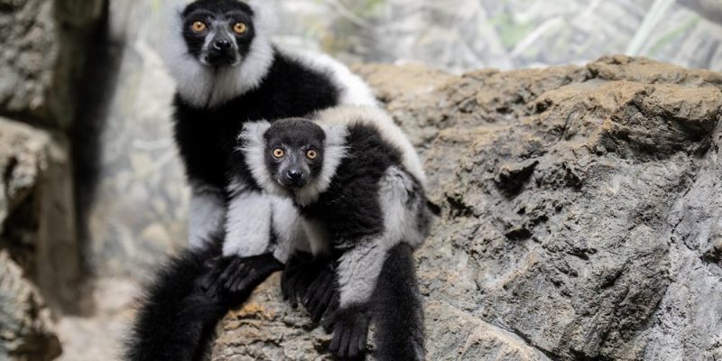 A black-and-white ruffed lemur pup rests against an adult lemur on a rocky ledge, both looking toward the camera.