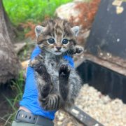 A keeper in a blue shirt holds up a small spotted black-footed cat kitten outdoors.