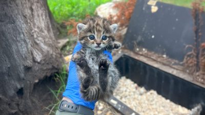 A keeper in a blue shirt holds up a small spotted black-footed cat kitten outdoors.