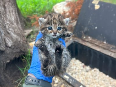 A keeper in a blue shirt holds up a small spotted black-footed cat kitten outdoors.